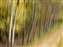 Ronnies Woods_w.jpg
