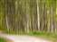 woods.jpg