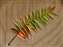 Sumac_W.jpg