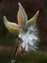 Milkweed_w.jpg