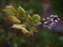 Plant with Berries_w.jpg