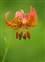Tiger Lilly_w.jpg