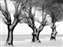 Trees_w.jpg