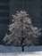 Ice Storm_W.jpg