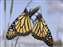 Butterflies_W.jpg