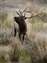 Elk_w.jpg