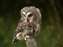 Owl_W.jpg