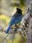 Steller's Jay_W.jpg