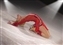 Skater_W.jpg
