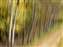 Ronnies Woods_w.jpg